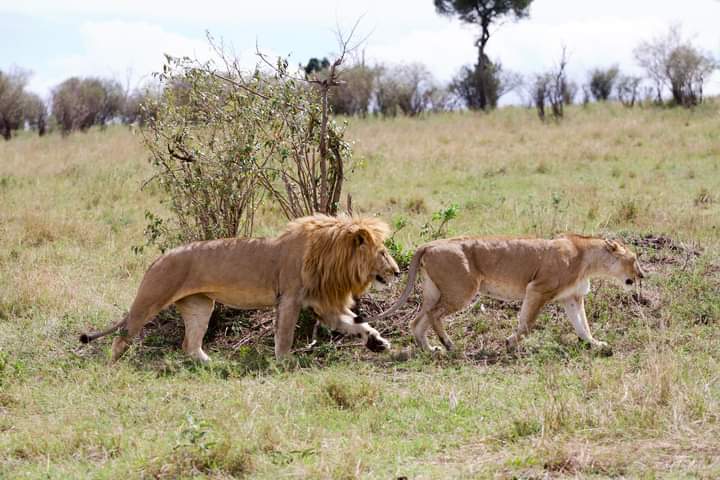 4 Days Safari – Tsavo East, Tsavo West & Amboseli