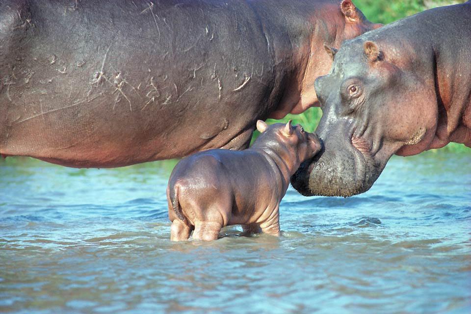Haller Park Nature Walk