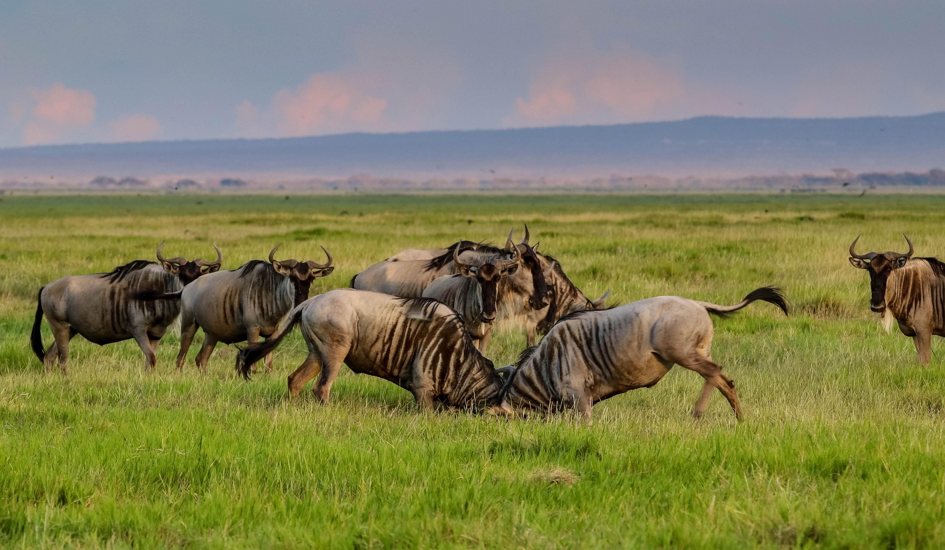 2-Day Amboseli Budget Safari