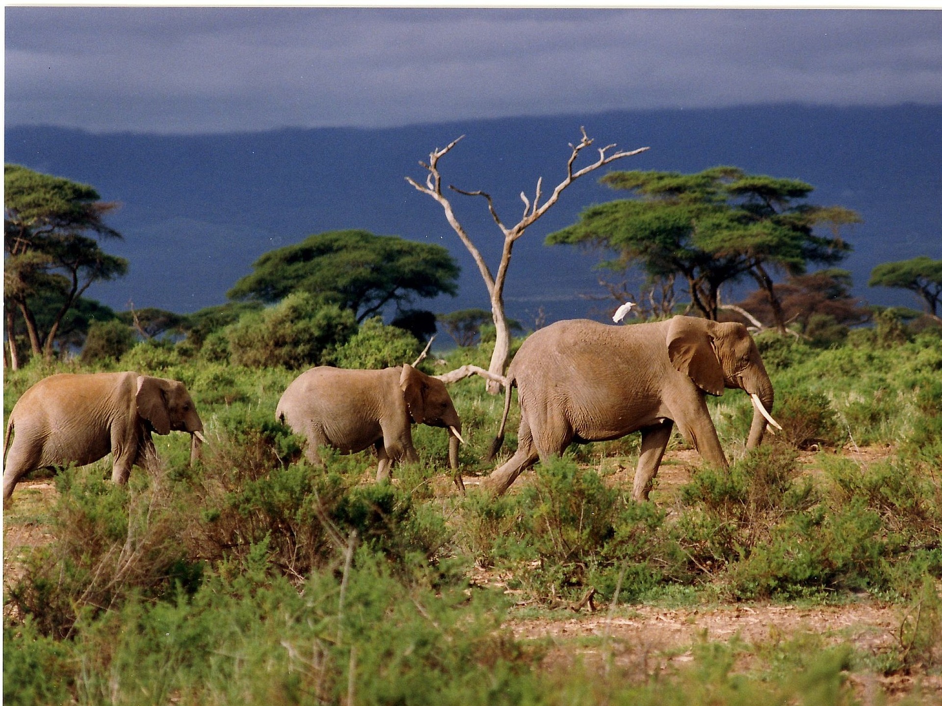5 Days Tour of Mombasa, Amboseli and Tsavo