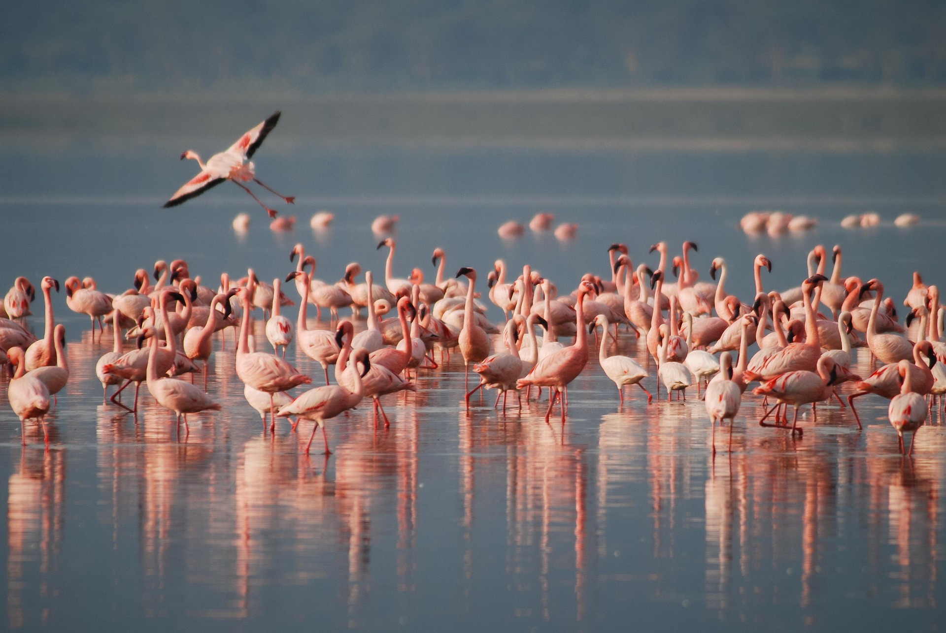 2 Days / 1 Night - Nakuru Family Getaway Safari