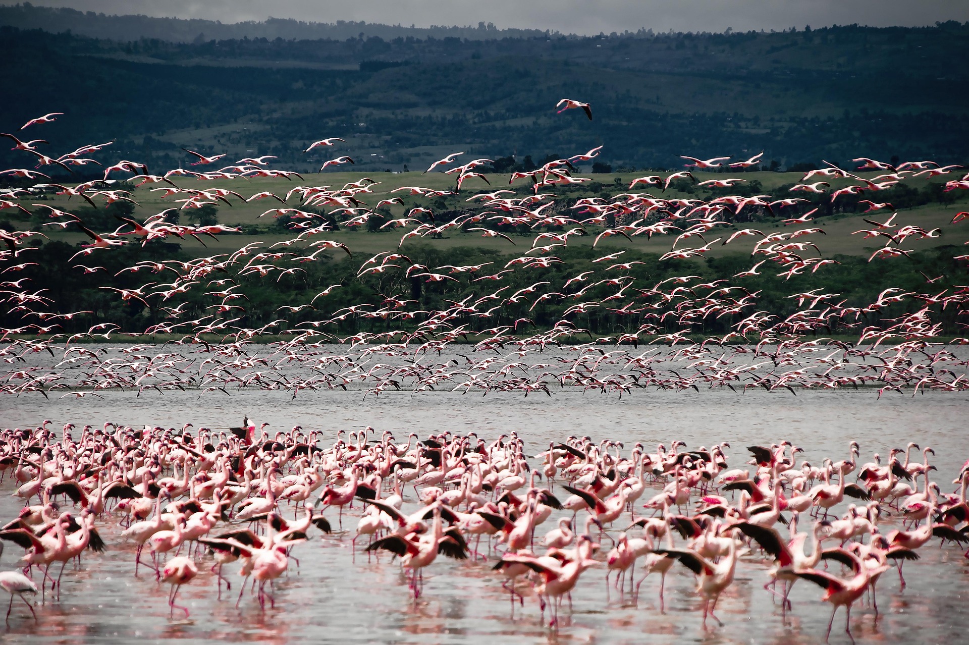 2 Days / 1 Night - Nakuru Family Getaway Safari 3 Nakuru Family Getaway Safari