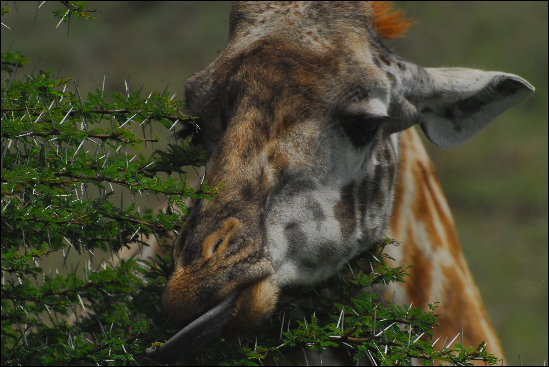 Haller Park Nature Walk