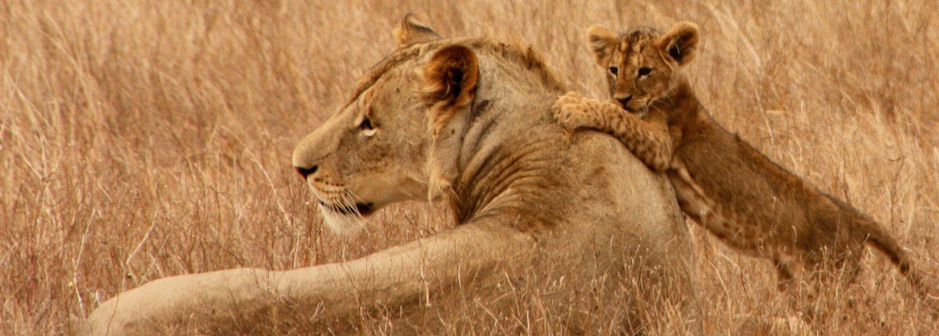 5 Days safari - Tsavo East, Tsavo west and Amboseli