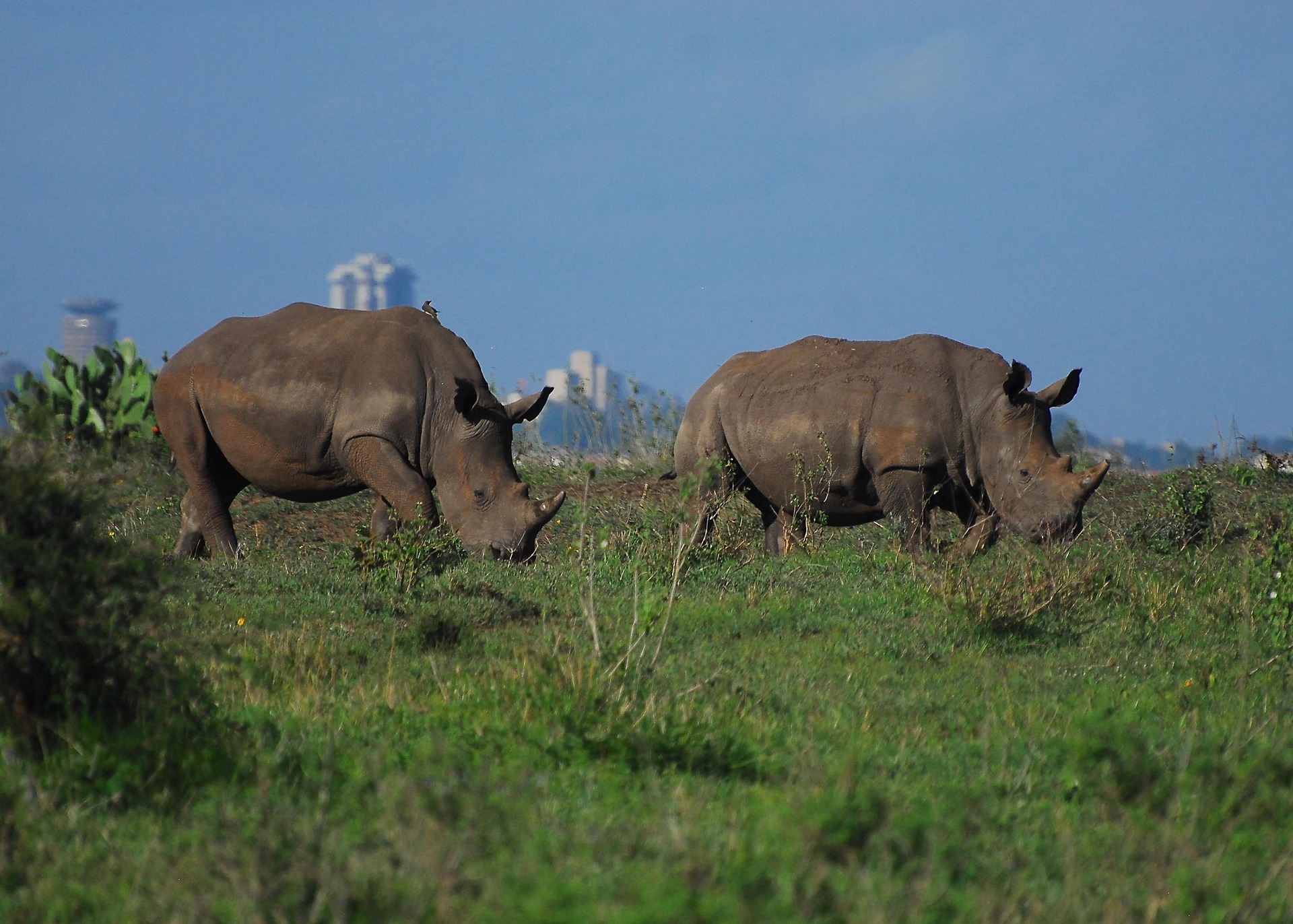 Nairobi National Park Safari Experience | Book Luxury Game Drives with Glance Tours Kenya