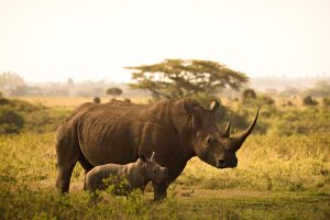 4 Days Safari – Tsavo East, Tsavo West & Amboseli