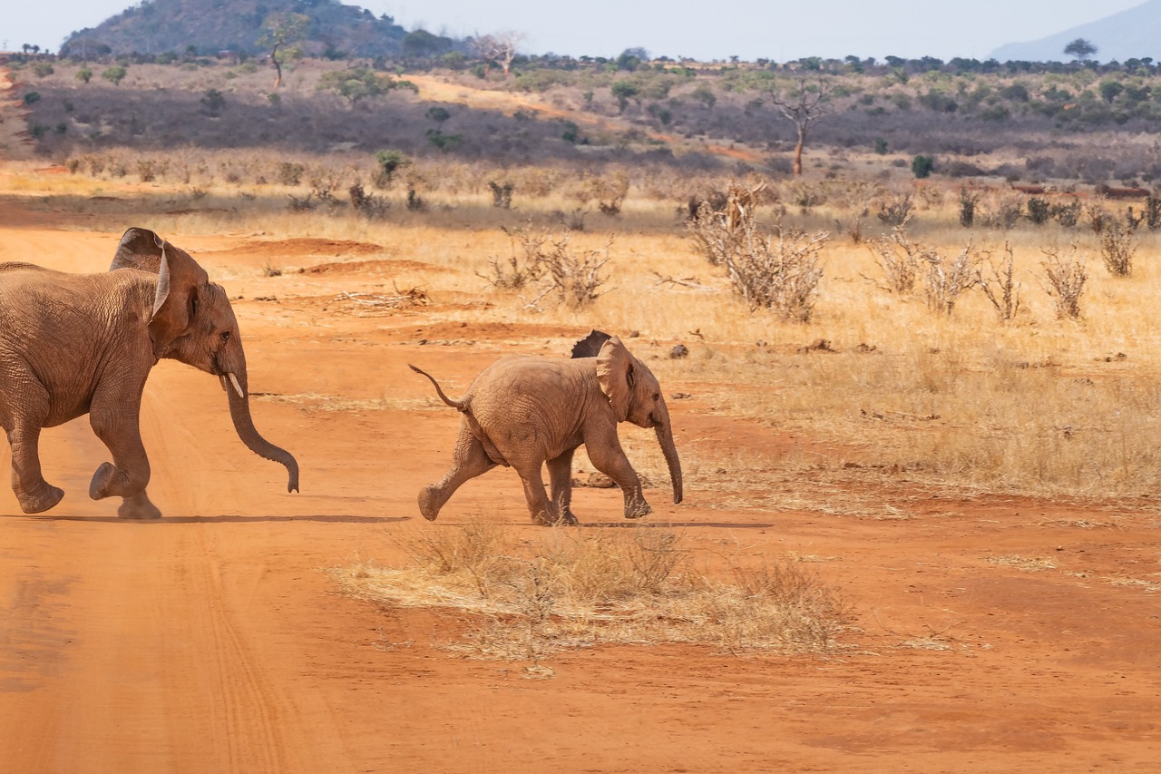 Kenya & Tanzania Safaris