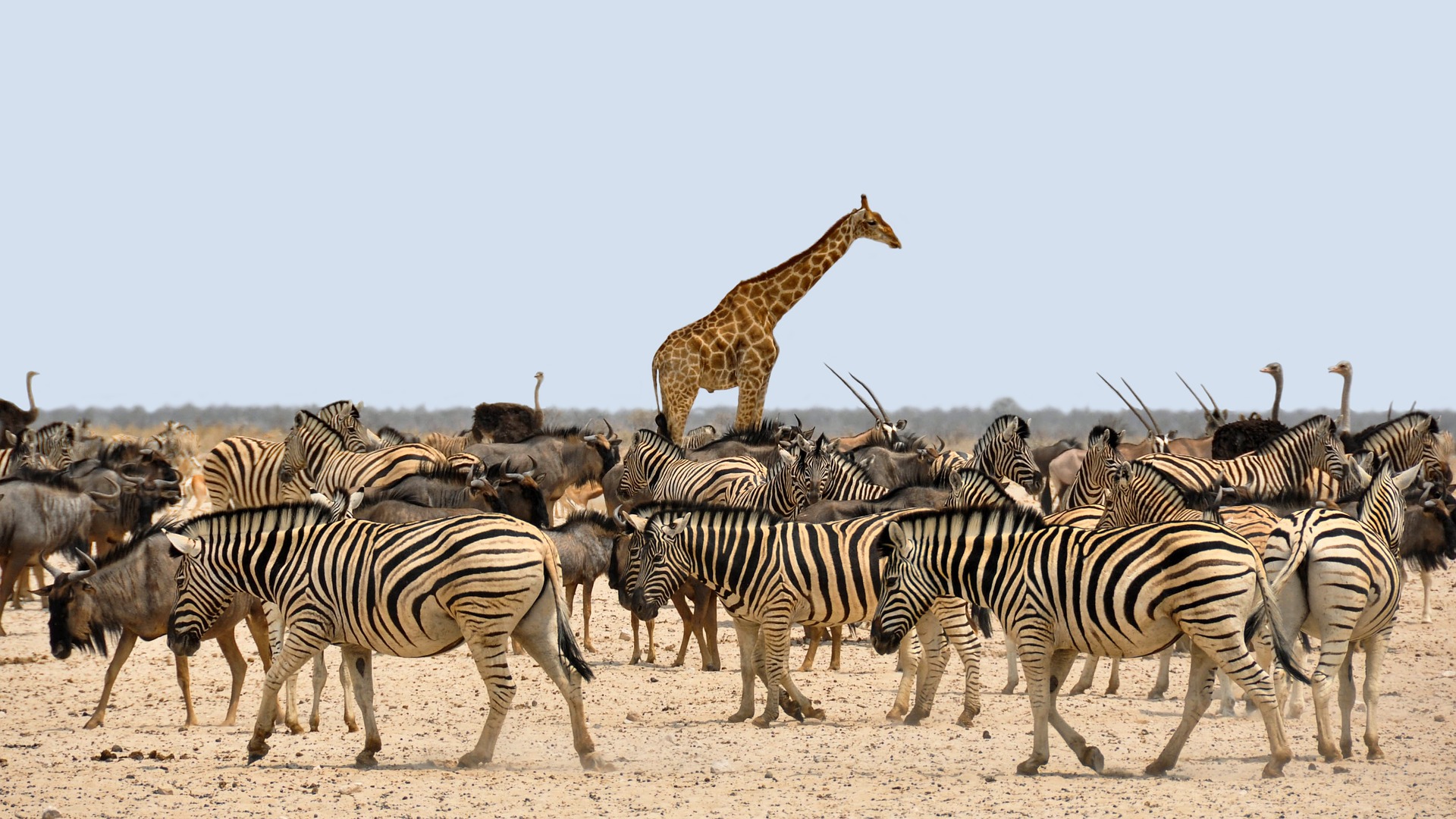 Nyanyuki Group Camping