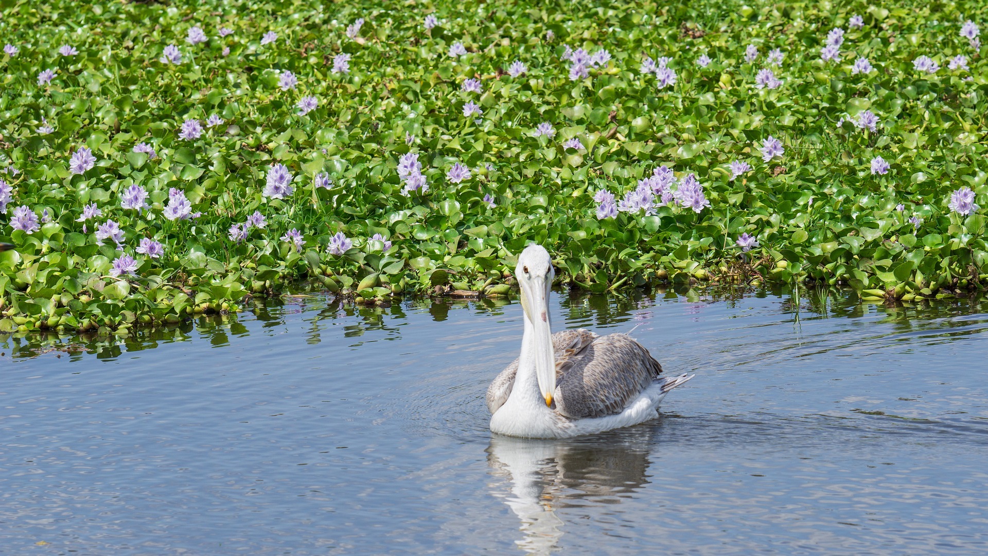 3 Days Naivasha Getaway – Lake Naivasha and Hell’s Gate Itinerary by Glance Tours Kenya