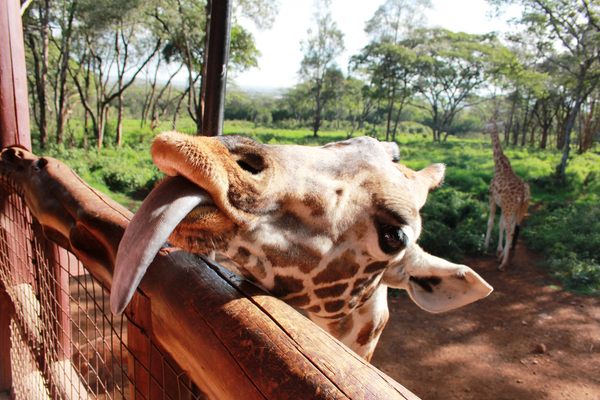 Giraffe Centre